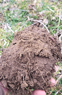 earthworms