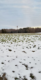 Snow blanket over cover crops