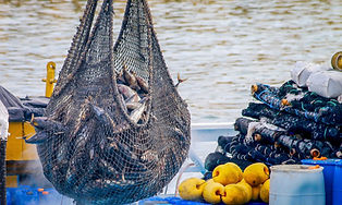 Fishing Net