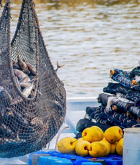 Fishing Net Haul
