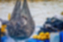Fishing Net