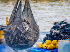 Fish tales – watch out for some whoppers!