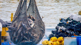 Fishing, not Hunting