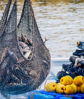 Fishing Net Haul