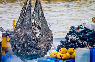 Fishing Net