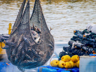 Let’s Go Back to Fishing!