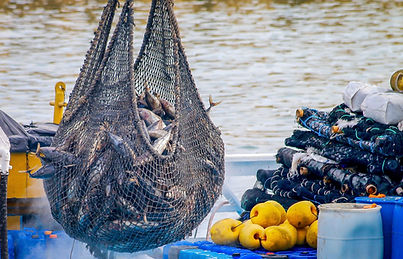 Fishing Net