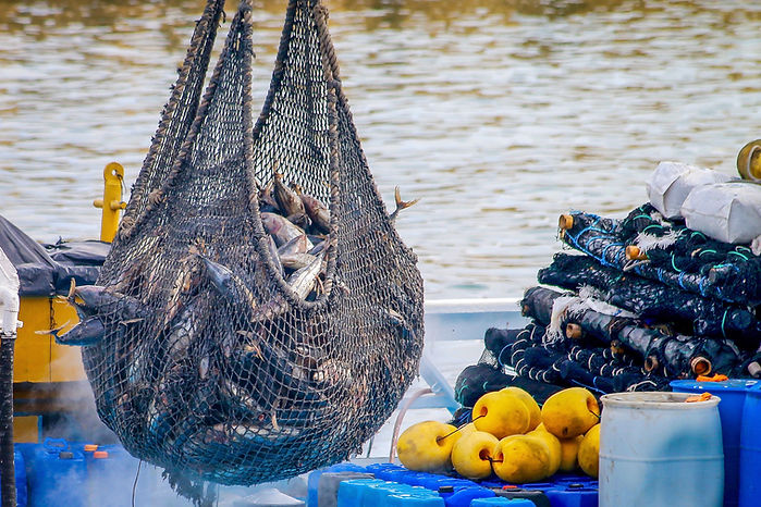 Fishing Net