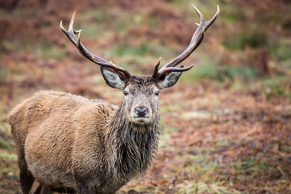 Reindeer, Scotland_Trista Haggerty.jpg