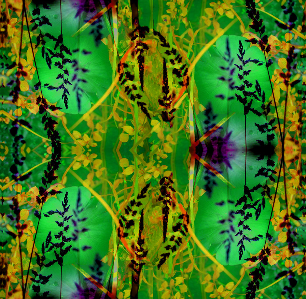 mushroomsgrassesbright copy