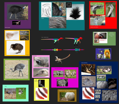 bd_chr_dannyFeather_feathertypes_pub - Copy.jpg