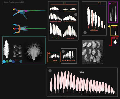 bd_chr_AdamFeatherTypes_laydown_v002_dv.jpg