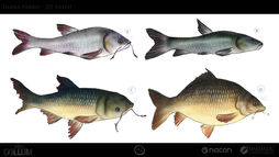 FishNice_Concept_00.jpg