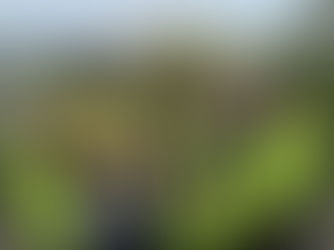 綠光小勇腳：100公里長征前的健行訓練