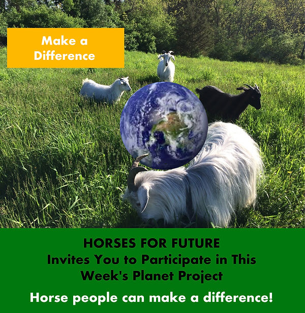 Horses for future Goats around the plane