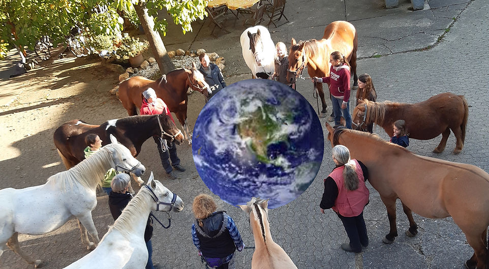 Horses for future photo 1 Horses around