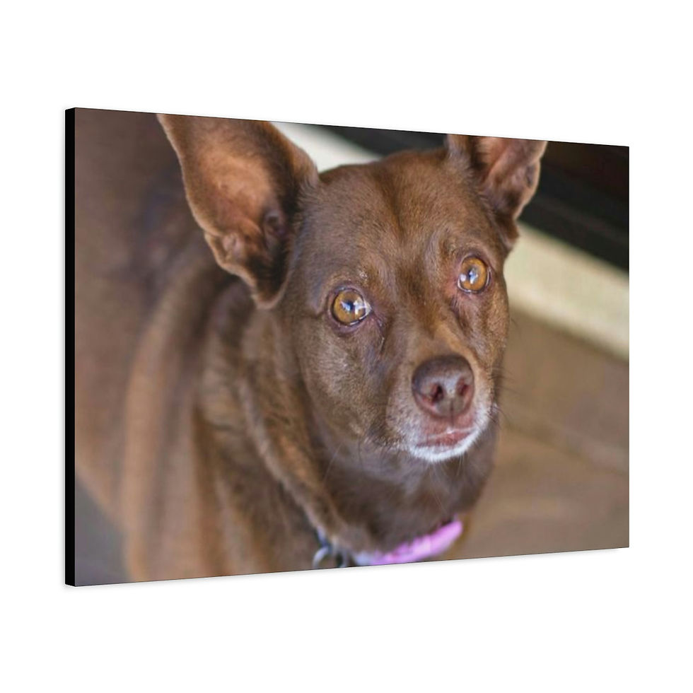 Thumbnail: Dog 001, Matte Canvas, Stretched, 1.25"