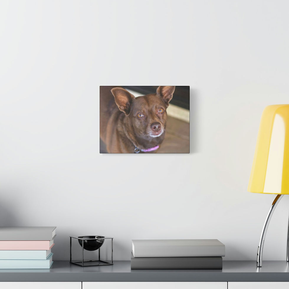 Thumbnail: Dog 001, Matte Canvas, Stretched, 1.25"