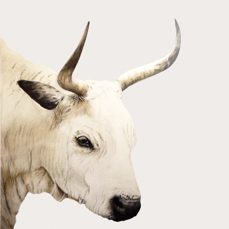 Nguni_White.gif