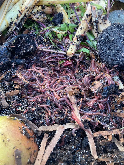 How to Get Maximum Reproduction Rates