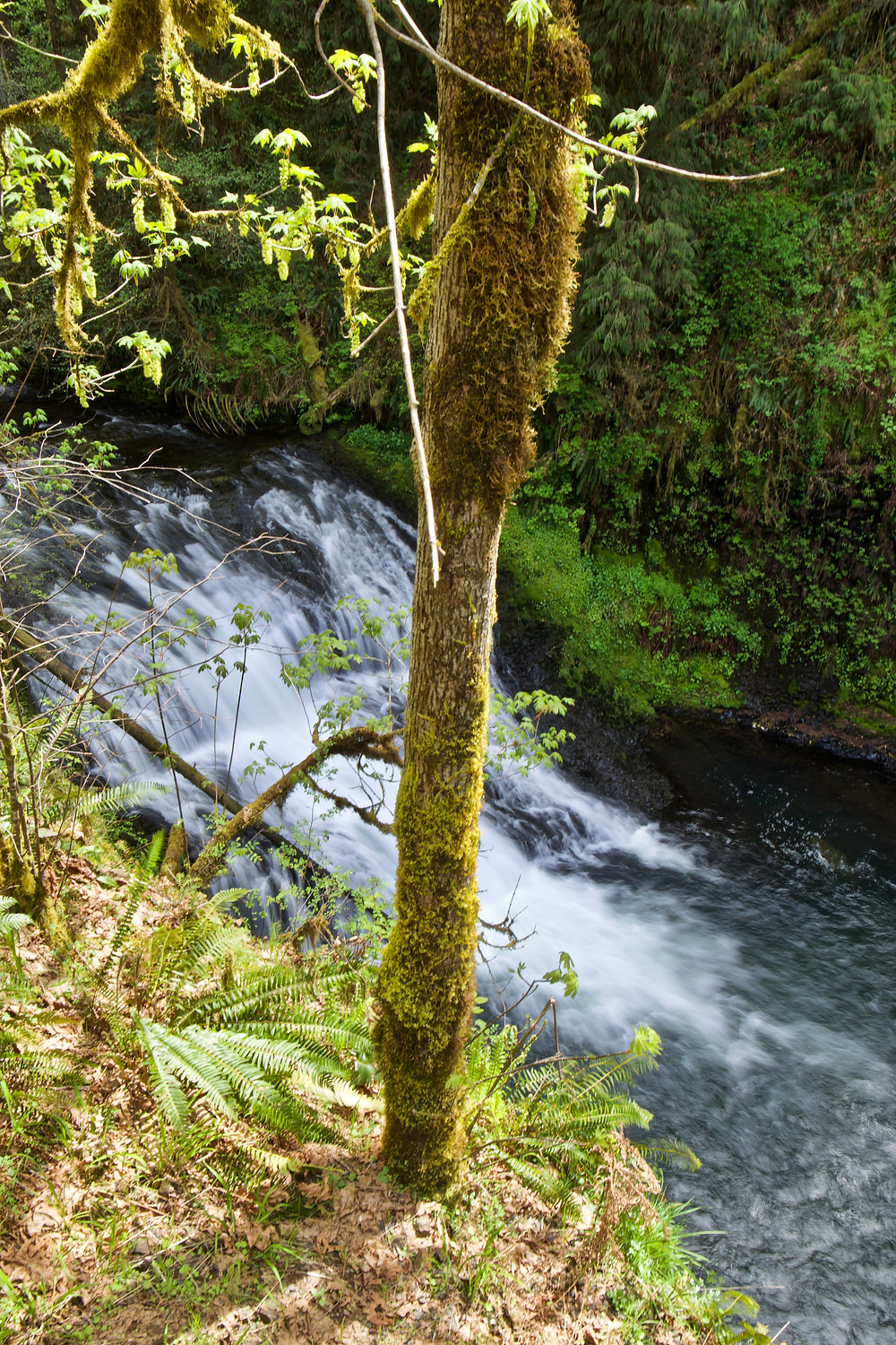 Silver Falls State Park