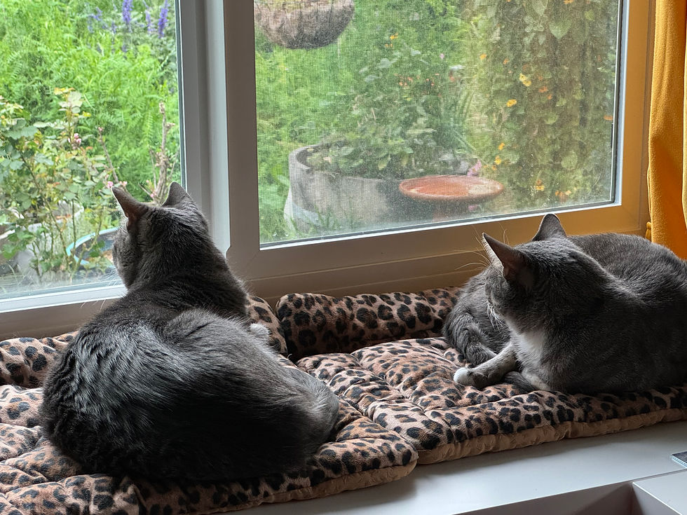 📱Attention Economy