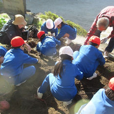 サツマイモの収穫（１･２年）