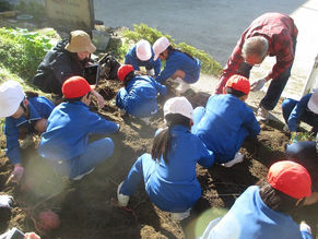 サツマイモの収穫(1・2年)
