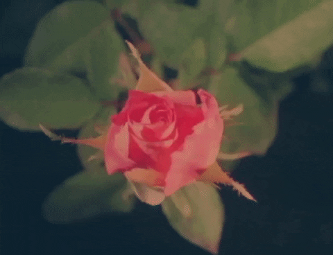giphy (3).gif