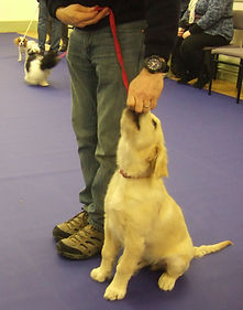 Evesham puppy training classes