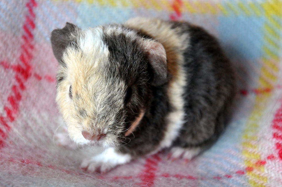 Igloo