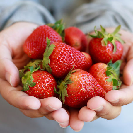 O URSO, AS ONÇAS E O MORANGO
