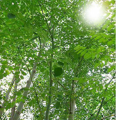 Malunggaytree.jpeg