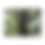 Thumbnail: Canvas Print - Lake Eden, NC Tree