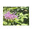 Thumbnail: Nature Lover's Puzzle | Bee in Flight (Galena, IL Collection) 