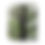 Thumbnail: Canvas Print - Lake Eden, NC Tree