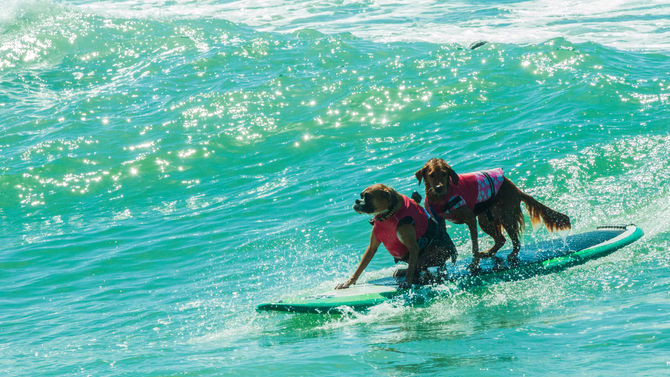 Unleashed by Petco Surf Dog Competition