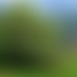 IL SAMBUCO: la pianta di Frau Holda