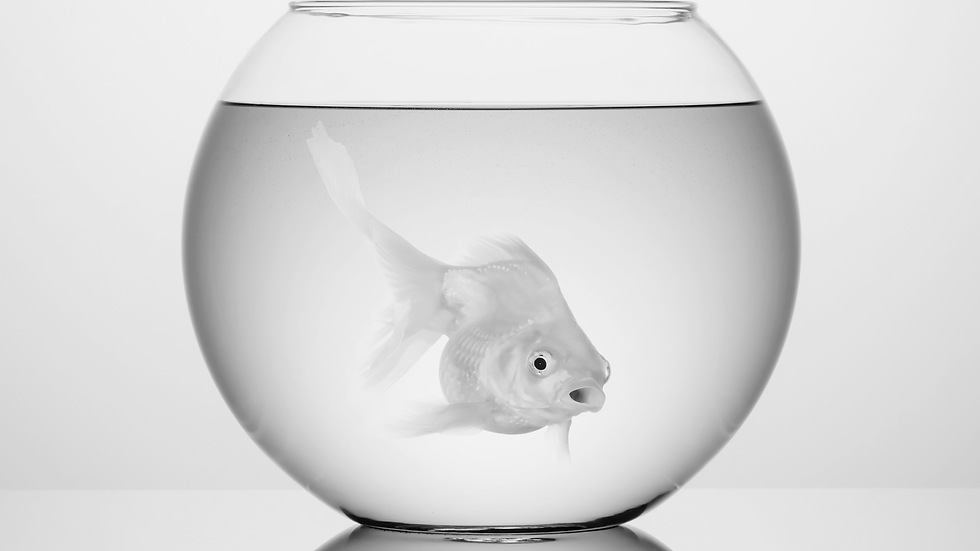 Goldfish swimming in an empty fishbowl.