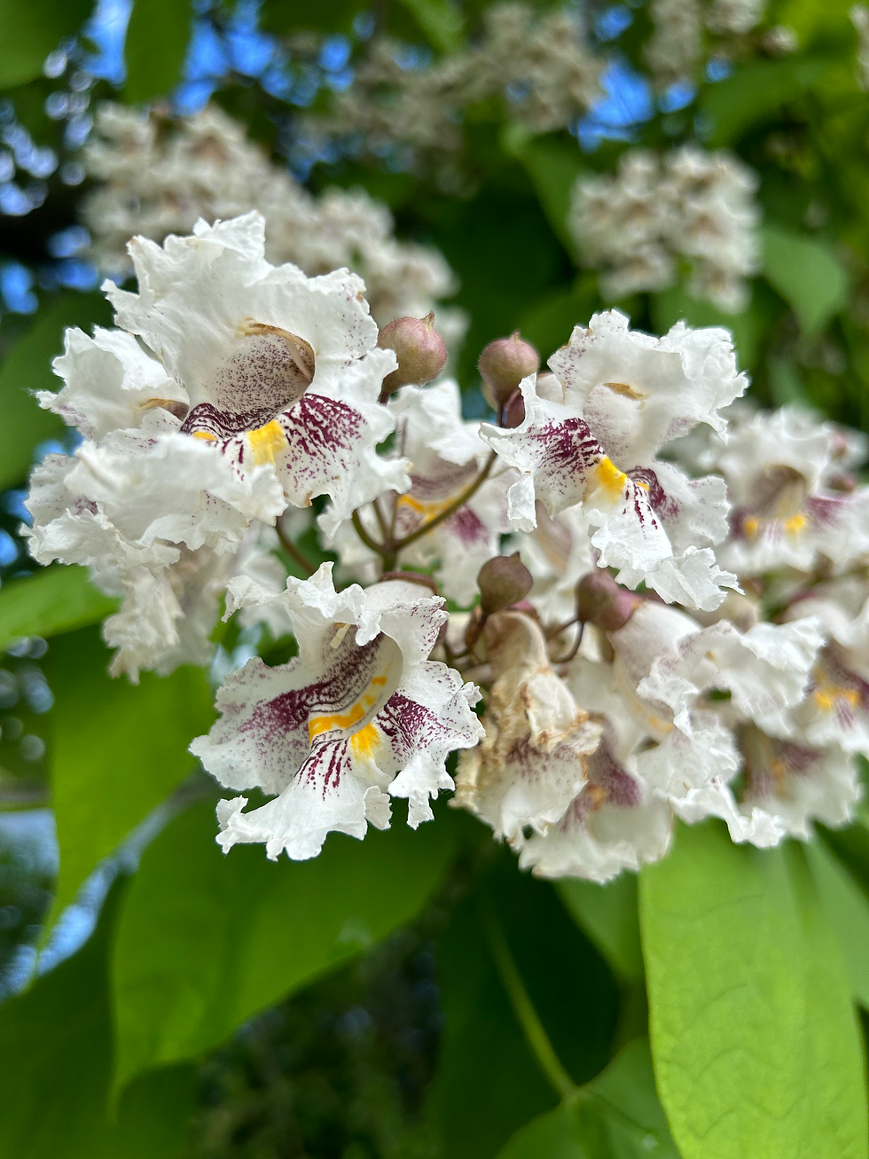 * Moonrise Music: Inflouresence Trio