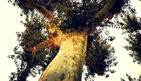 LES VOIX DU LEADERSHIP