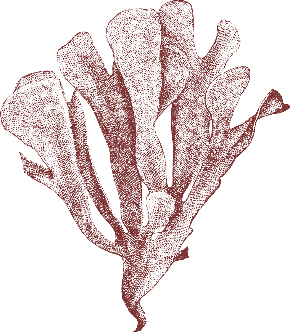 aragosta-seaweed.png
