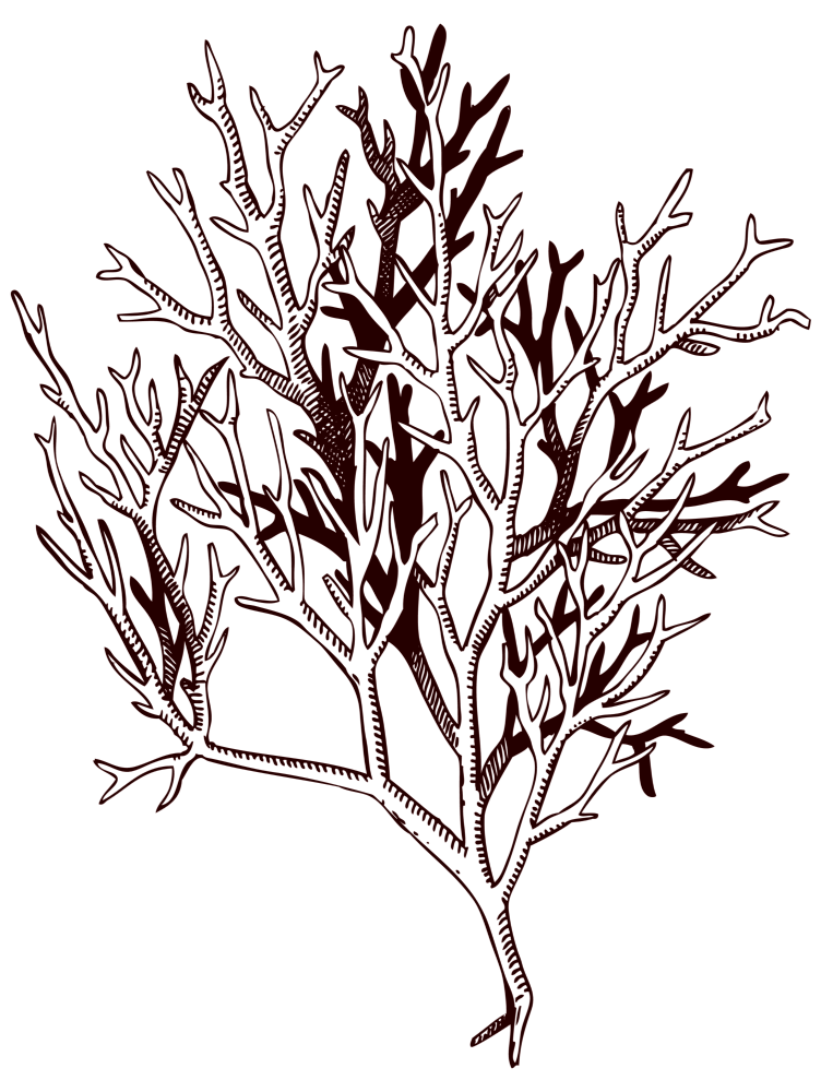 ogonori outline.png