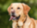dog-1210559_960_720.jpg