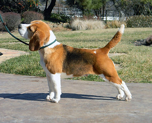 GCH Va-Mar What Happens in Vegas
