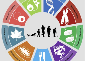 What happens to the body as we age