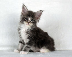 6 weeks