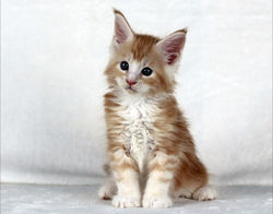 6 settimane