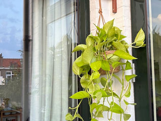 A day at a Plant nursery: Summer flowers, Hanging vines, and Potting