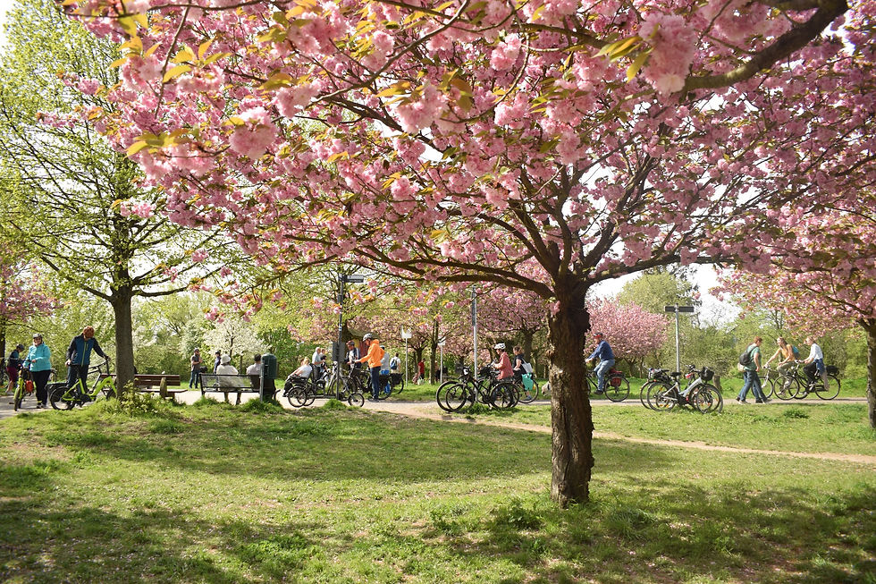 Where to See Cherry Blossoms in Berlin: Best Spots for Sakura Season